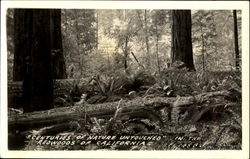 Centuries Of Nature Untouched Scenic, CA Postcard Postcard