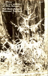 Albino, Muir Woods Postcard