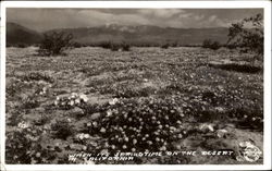 When It's Springtime On The Desert Postcard