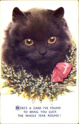 Black Cat Cats Postcard Postcard