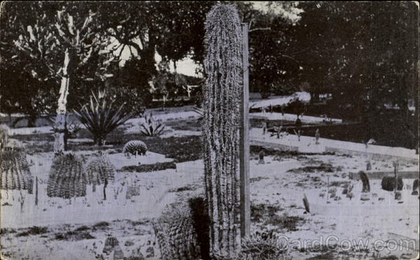 Cactus At Lake Worth Florida