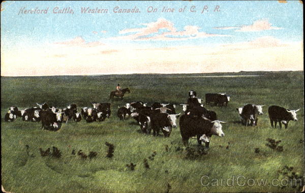 Hereford Cattle Western Canada On Line Of C. P. R Misc. Canada