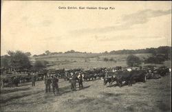 Cattle Exhibit Postcard