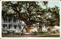 Old Oak At Hotel De Montross Biloxi, MS Postcard Postcard