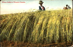 Wheat Fields In Western Canada Postcard