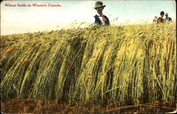 Wheat Fields In Western Canada Misc. Canada Postcard Postcard