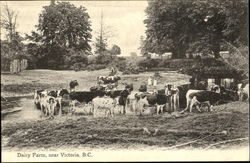 Dairy Farm Postcard