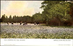 The Border Of The Woods Prince Edward Island Canada Postcard Postcard