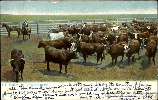 A Group Of Herefords Cowboy Western