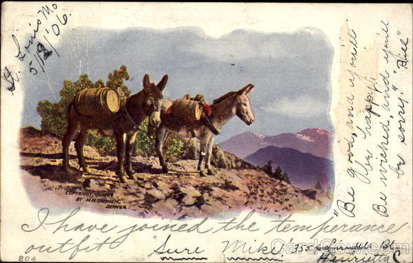 Pack Mules Donkeys