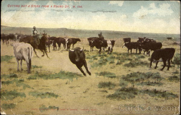 Cutting Out A Steer From A Round Up Cowboy Western