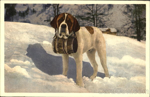 Bernhardinerhund Dogs