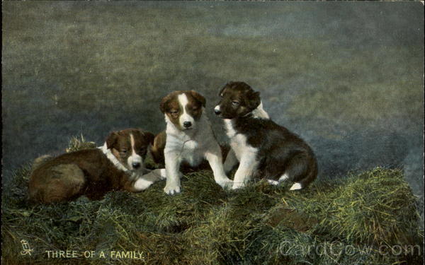 Three Of A Family Dogs