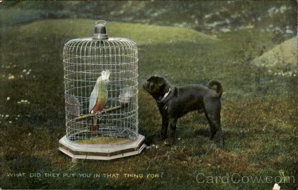 What Did They Put You In That Thing For Dogs