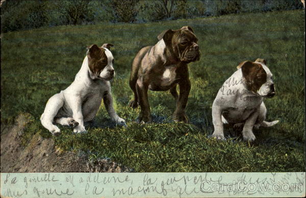 Three Dogs