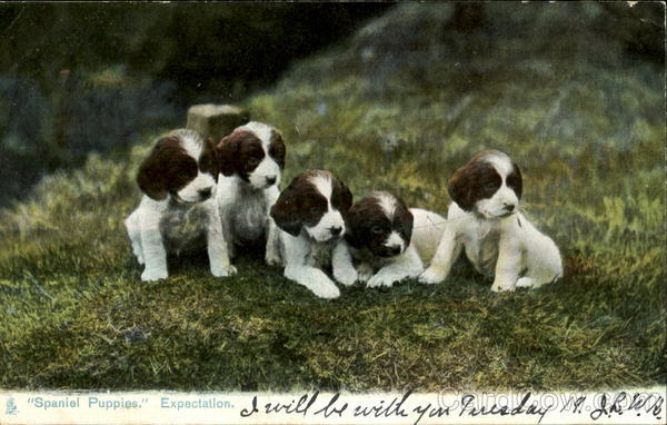 Spaniel Puppies Expectation Dogs