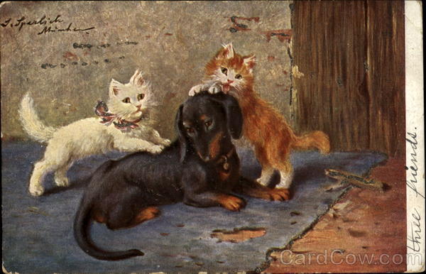 Daschund and Cats Dachshunds