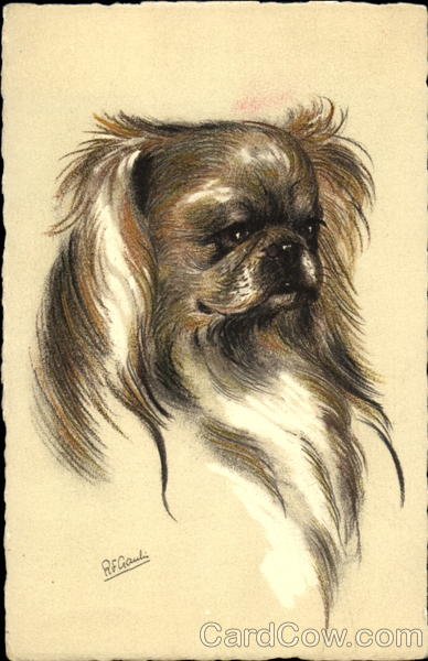 Pekingese Dogs