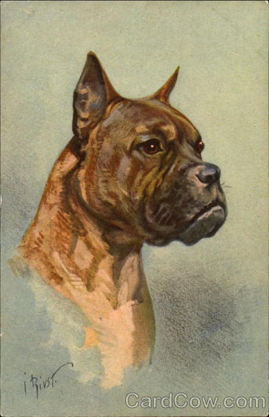 Boxer J. Rivst Dogs