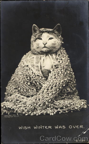 Wish Winter Was Over Cats