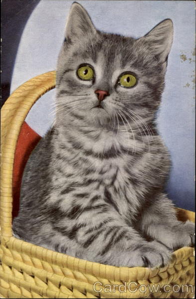 Kitten in Basket Cats