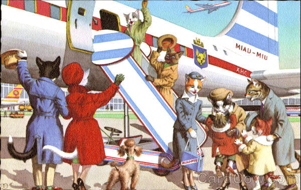 Airplane Trip Cats