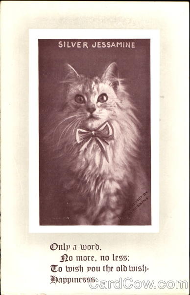 Silver Jessamine Cats
