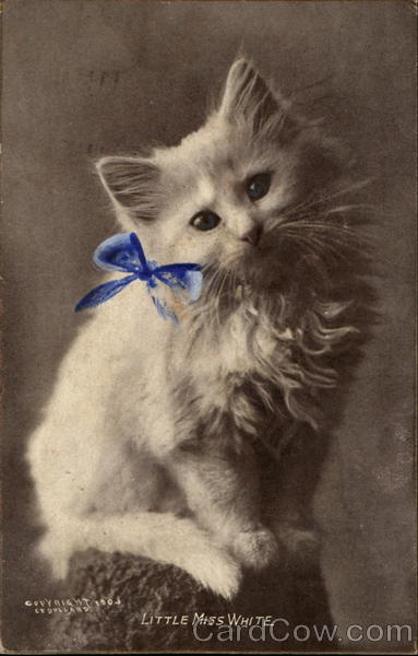 Little Miss White Cats