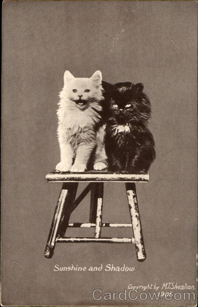 Sunshine And Shadow Cats