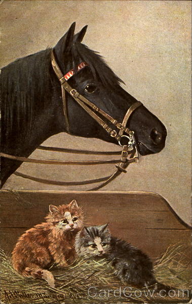 Horse & Cats Horses
