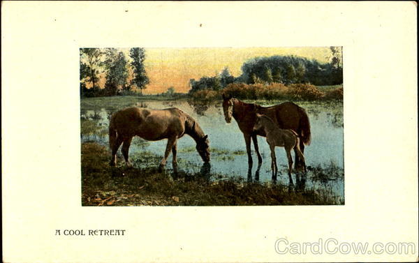 A Cool Retreat Horses