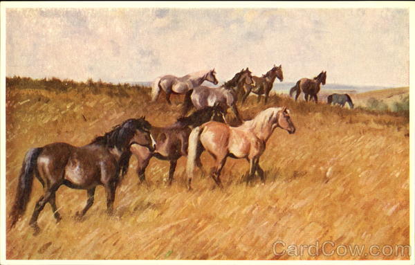 Wild Ponies Horses