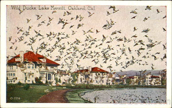 Wild Ducks, Lake Merritt Oakland California
