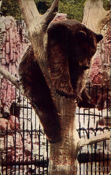 Bear in a Tree Bears