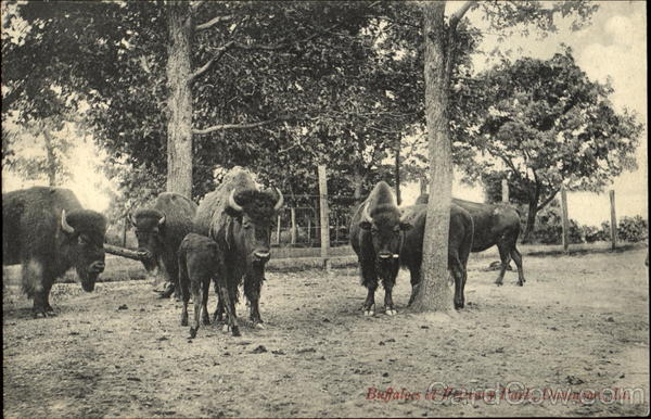 Buffaloes At Pejevery Park Davenport Iowa