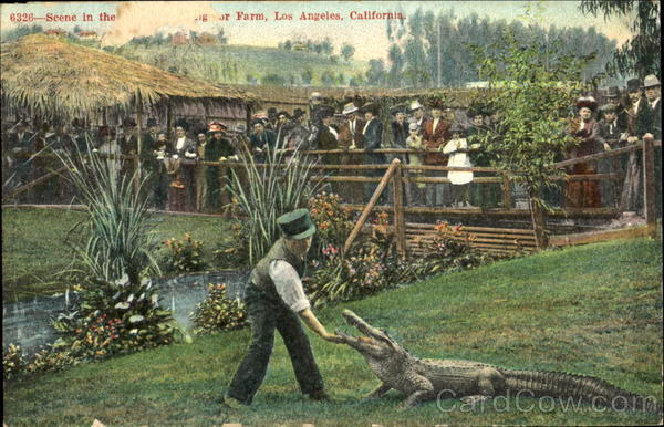 Scene In The Aligator Farm Los Angeles California
