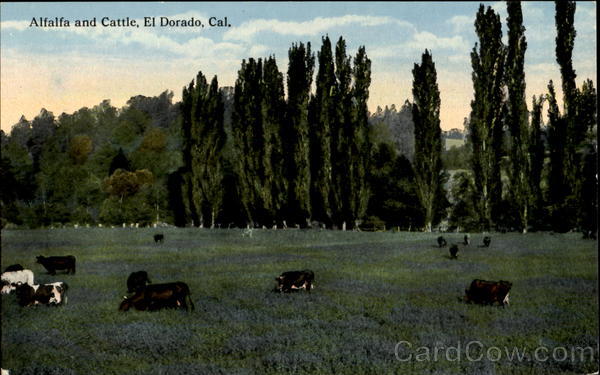 Alfalfa And Cattle El Dorado California