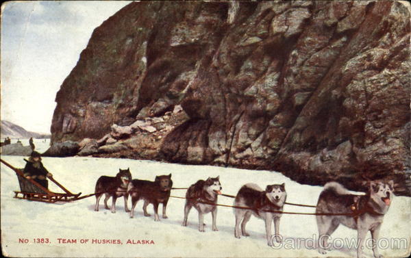 Team Of Huskies Alaska Dogs