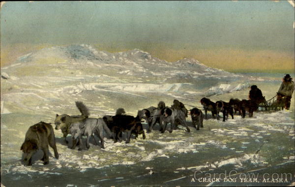 A Crack Dog Team Alaska Dogs