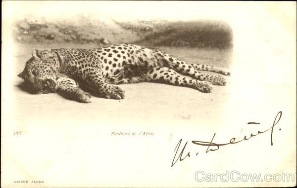 Panthere De I'Atlas