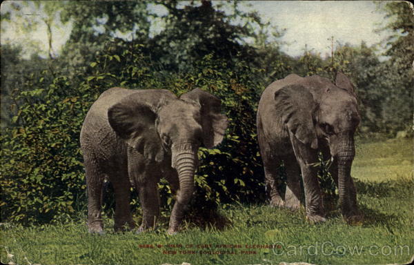 Pair Of African Elephants, New York Zoological Park