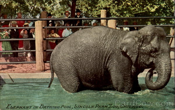 Elephant In Bathing Pool, Lincoln Park Chicago Illinois