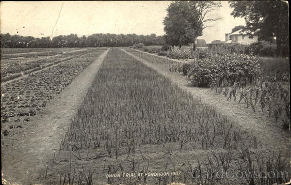 Onion Trial At Fordhook 1907 Advertising