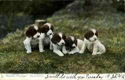 Spaniel Puppies Expectation Postcard