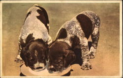 Puppies Postcard