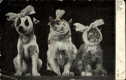 Stock #155622 Thumbnail