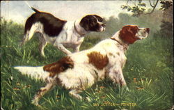Setter And Pointer Postcard