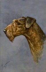Airdale Terrier Postcard
