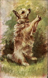 Begging Dog Dogs Postcard Postcard