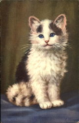Kitten Postcard